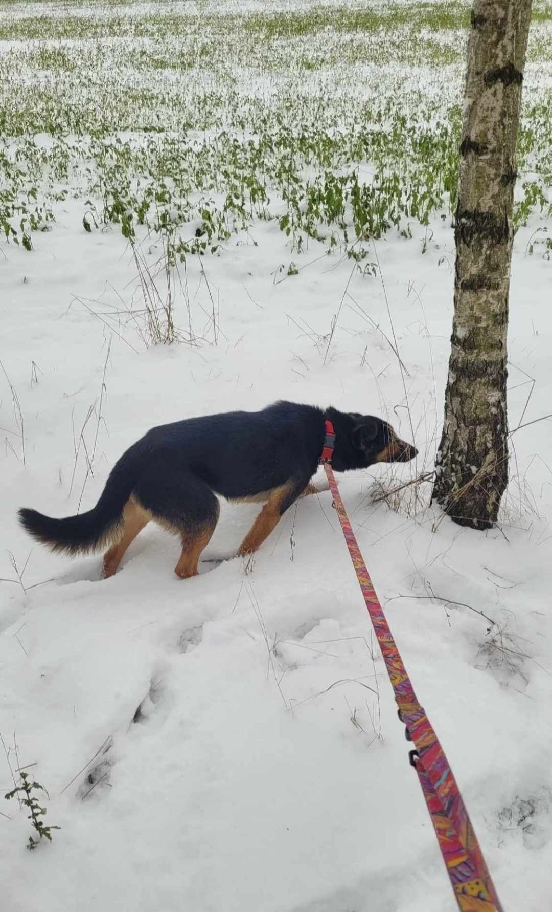 Tobi pilnie potrzebuje domu!