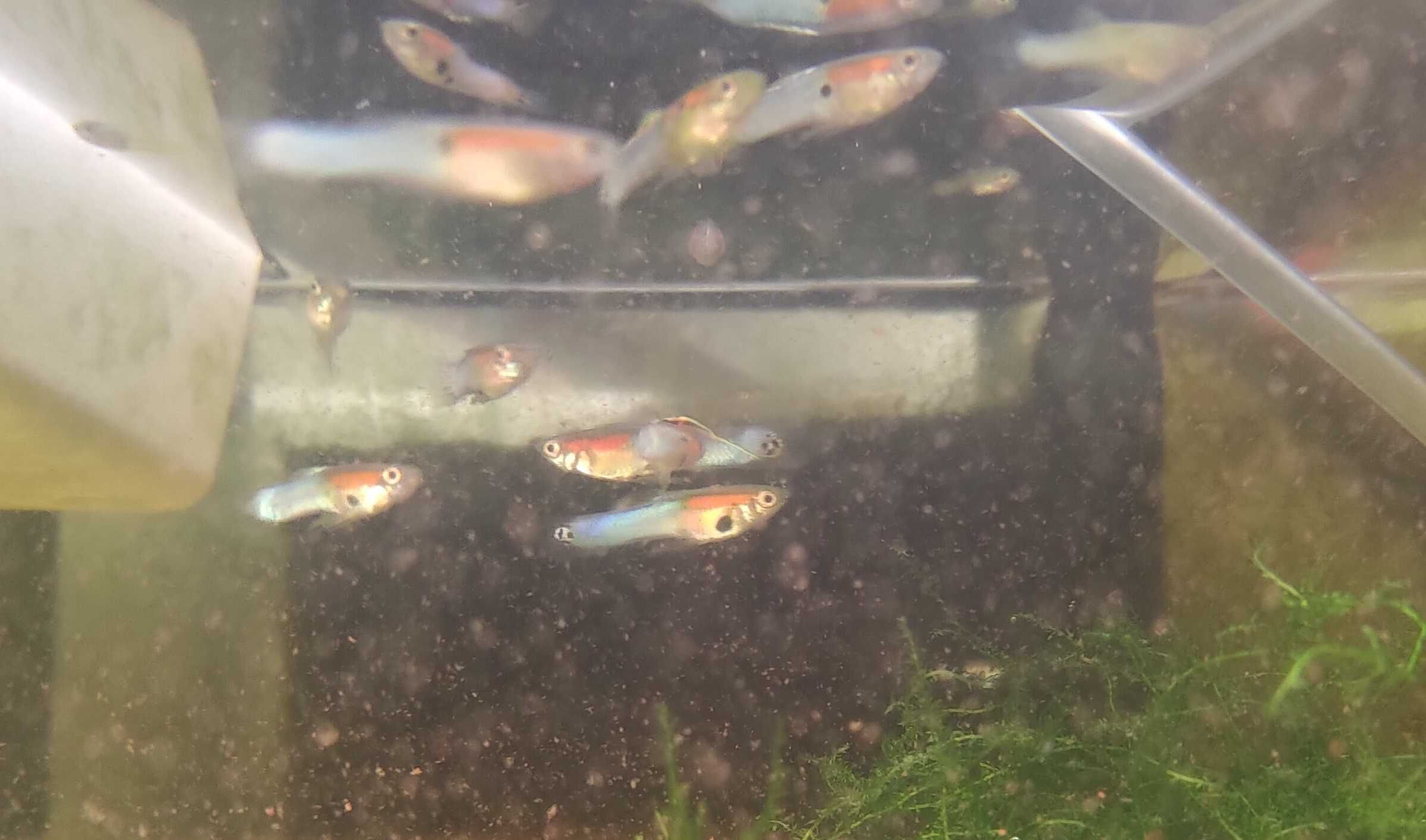 Endlers azuis japoneses