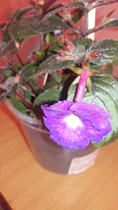 Цветы комнатные ахименес