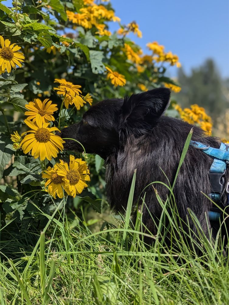 Alfa – miniaturowa piękność jak fiński lapphund