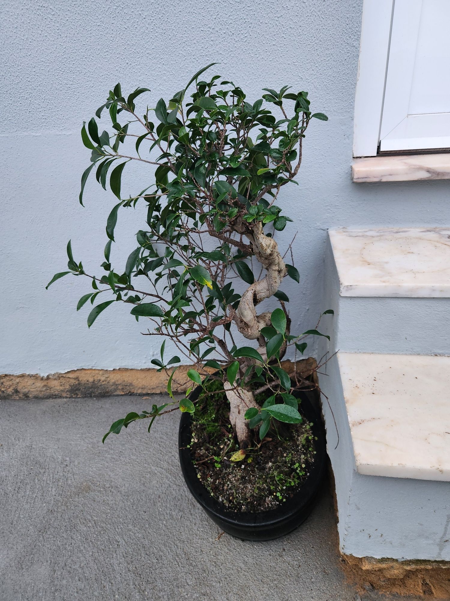 Bonsai ficos [30 anos)
