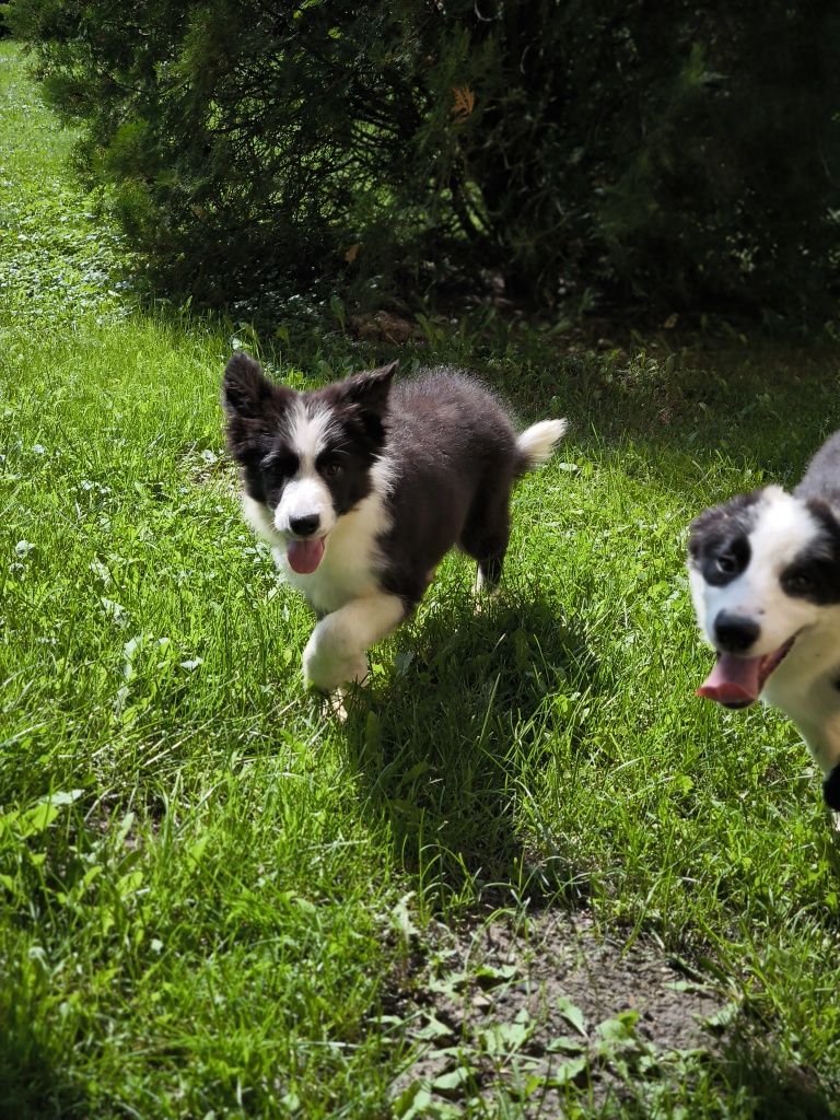 Border collie ZKWP FCI suczka