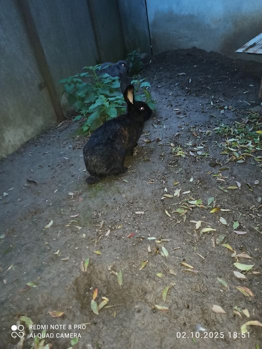 Продам кролів!!!