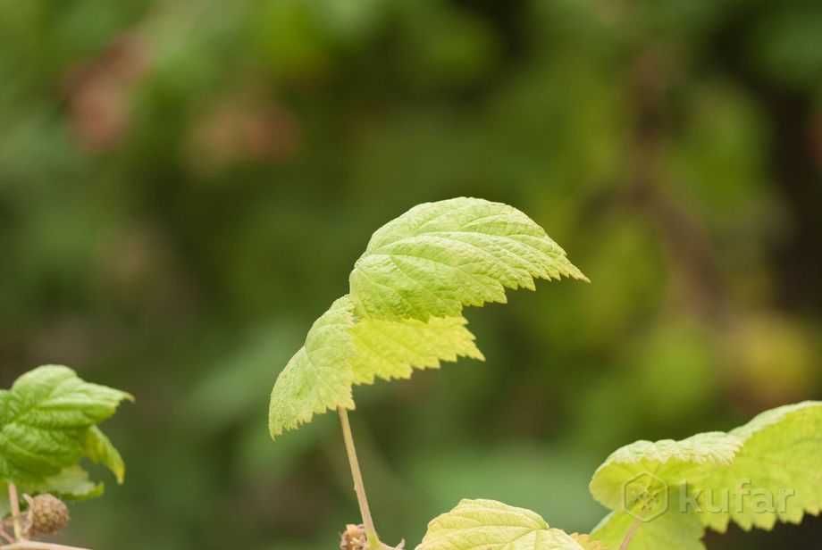 Obiektyw Tair 11A 2,8/135 mm M42