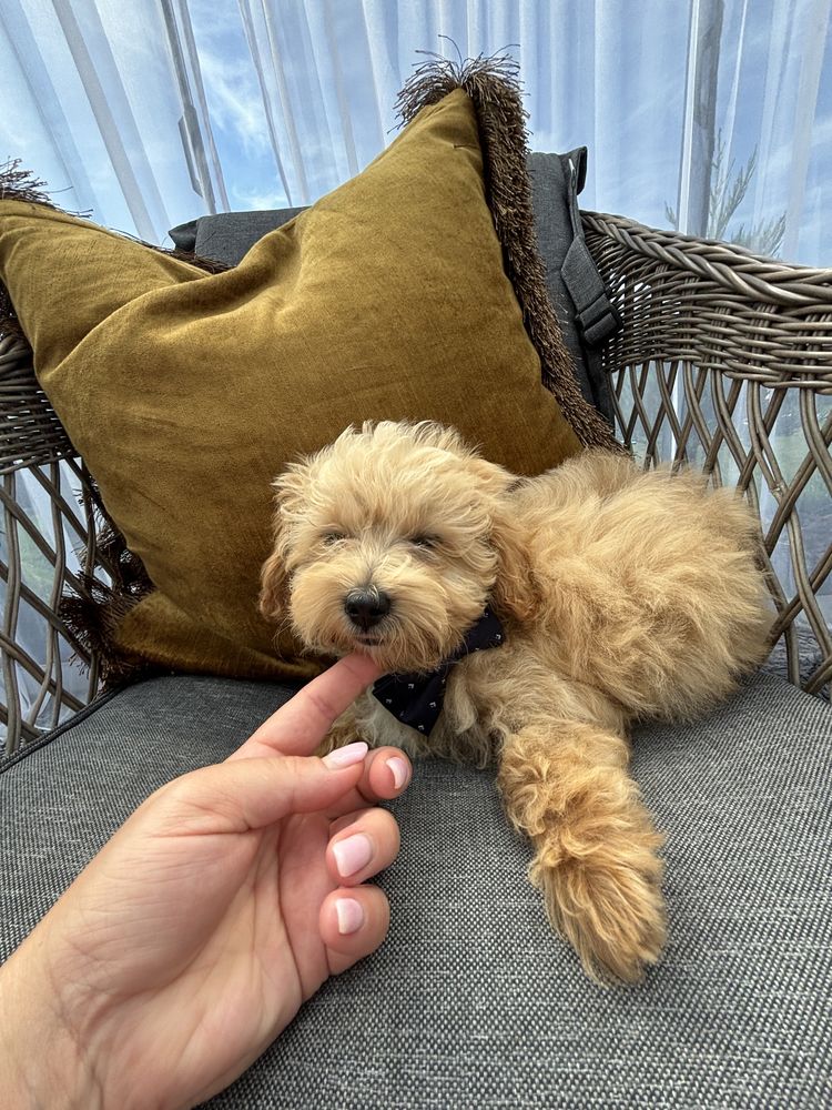 Uroczy piesek maltipoo