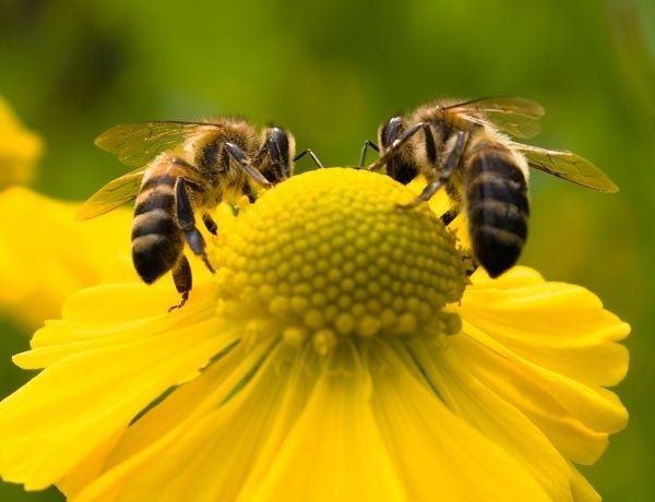 Бджоли, рій, відводок на українській рамці