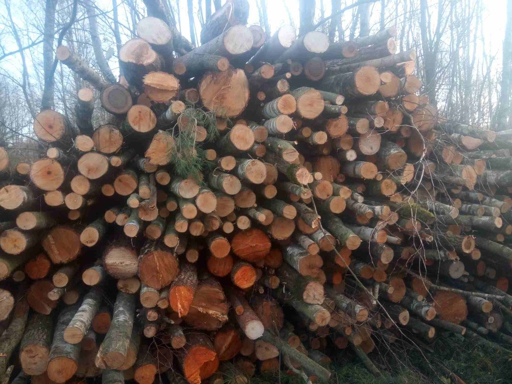 Sprzedam olcha brzoza w walkach 2.5m