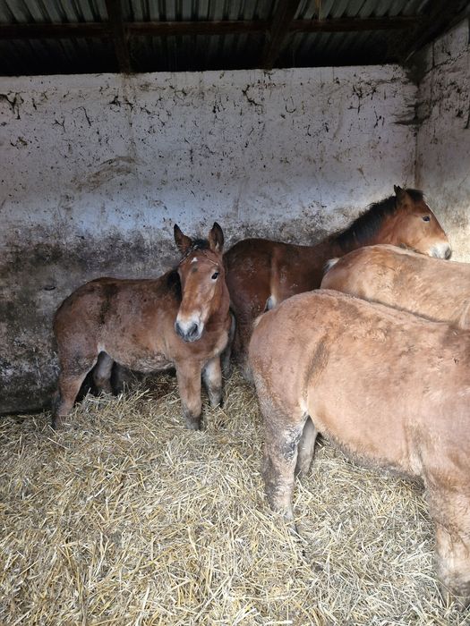 Sprzedam konie zimnokrwiste