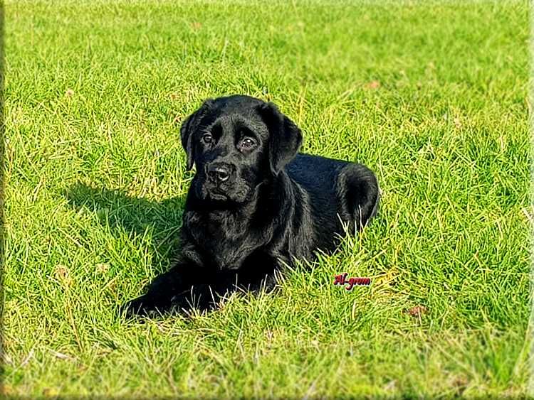 Labrador Retriever  czarny piesek ZKwP/FCI