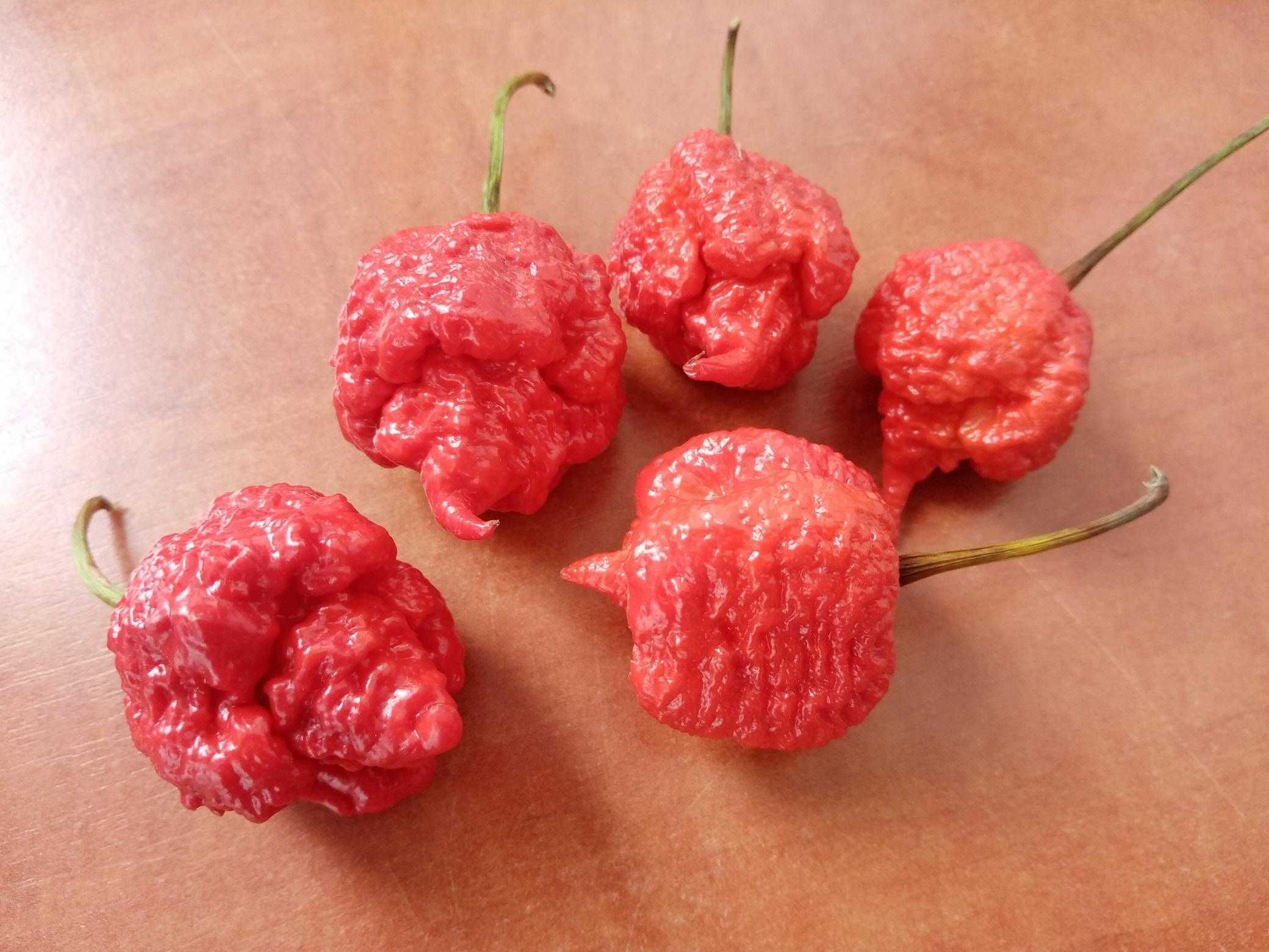 6 Sementes Pimenta Carolina Reaper Red