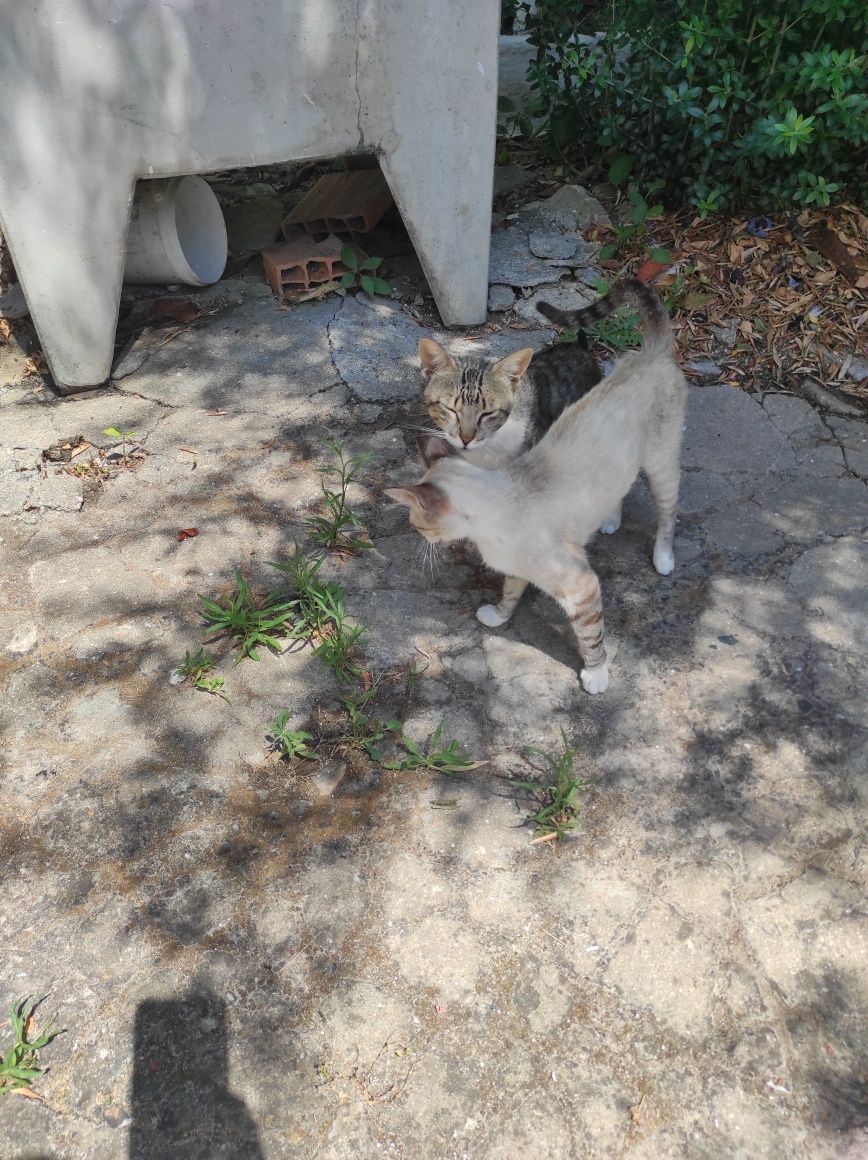 Gatos bebés e adultos para adoção