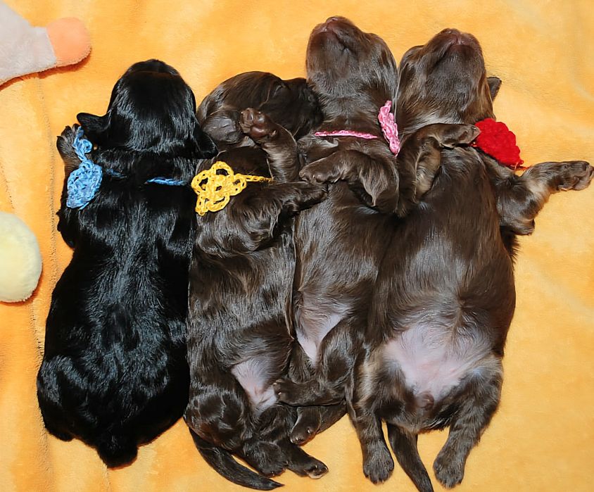 Rosyjska bolonka kolorowa ; piesek