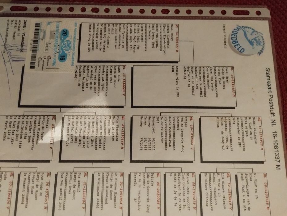 Gołębie pocztowe NL z Rodowodem