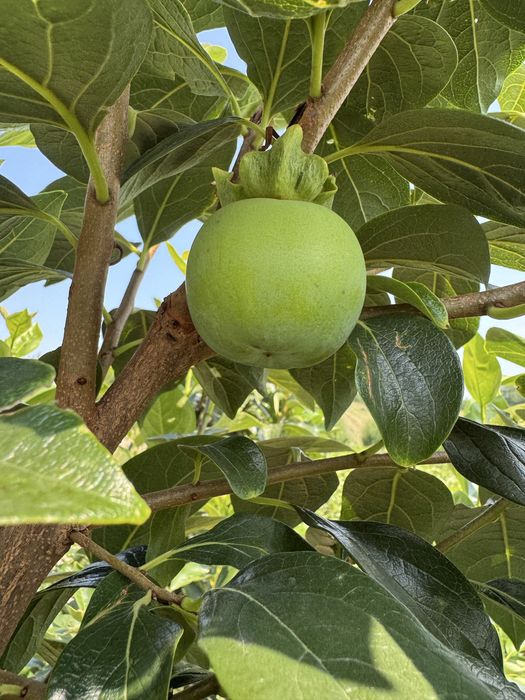 Хурма.  Щеплена хурма