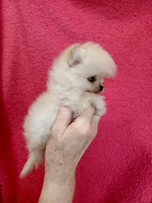 Київ:Крошка.Прививка.Чіп.Документи.