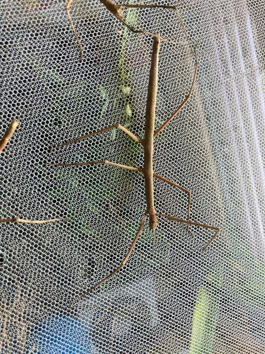 patyczaki możliwa wysyłka