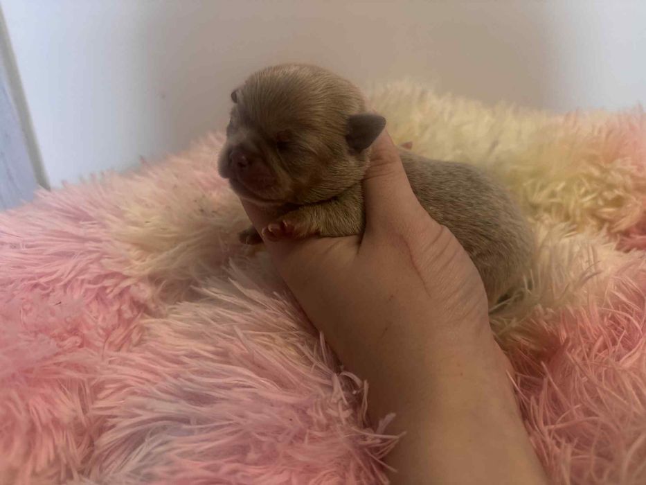 Chihuahua piesek liliowy