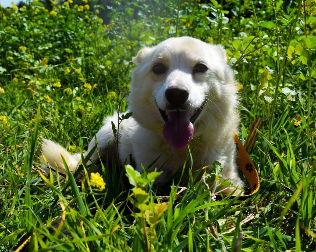 Polar szuka domu