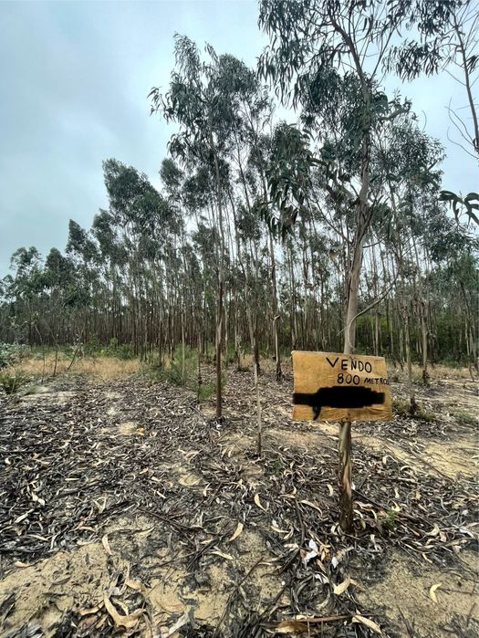 Terreno com Eucaliptos Plantados (2019) – Excelente Investimento