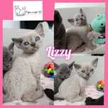 Kotka Devon rex point niebieski rodowód FPL