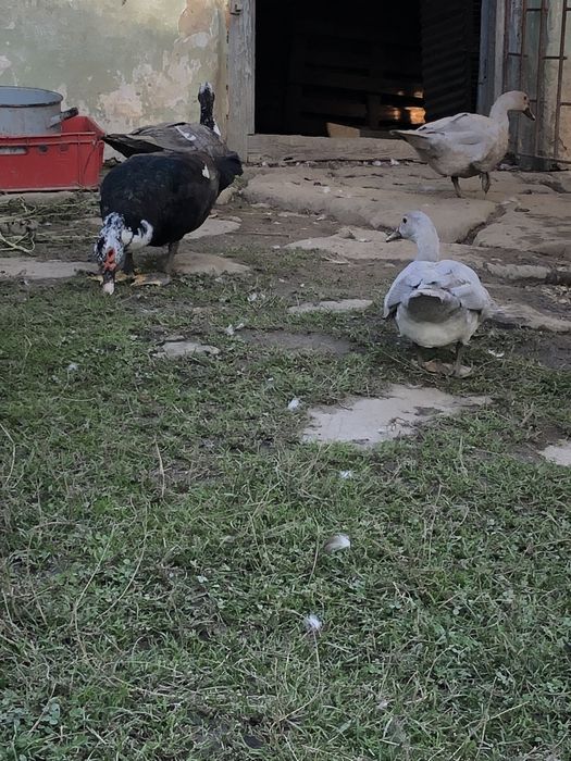 Kaczki piżmowe żywe