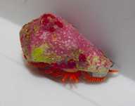 Ciliopagurus strigatus - krab pustelnik - akwarium morskie