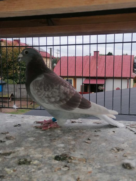 samczyk rozpłodowy 2016 r gołębie pocztowe