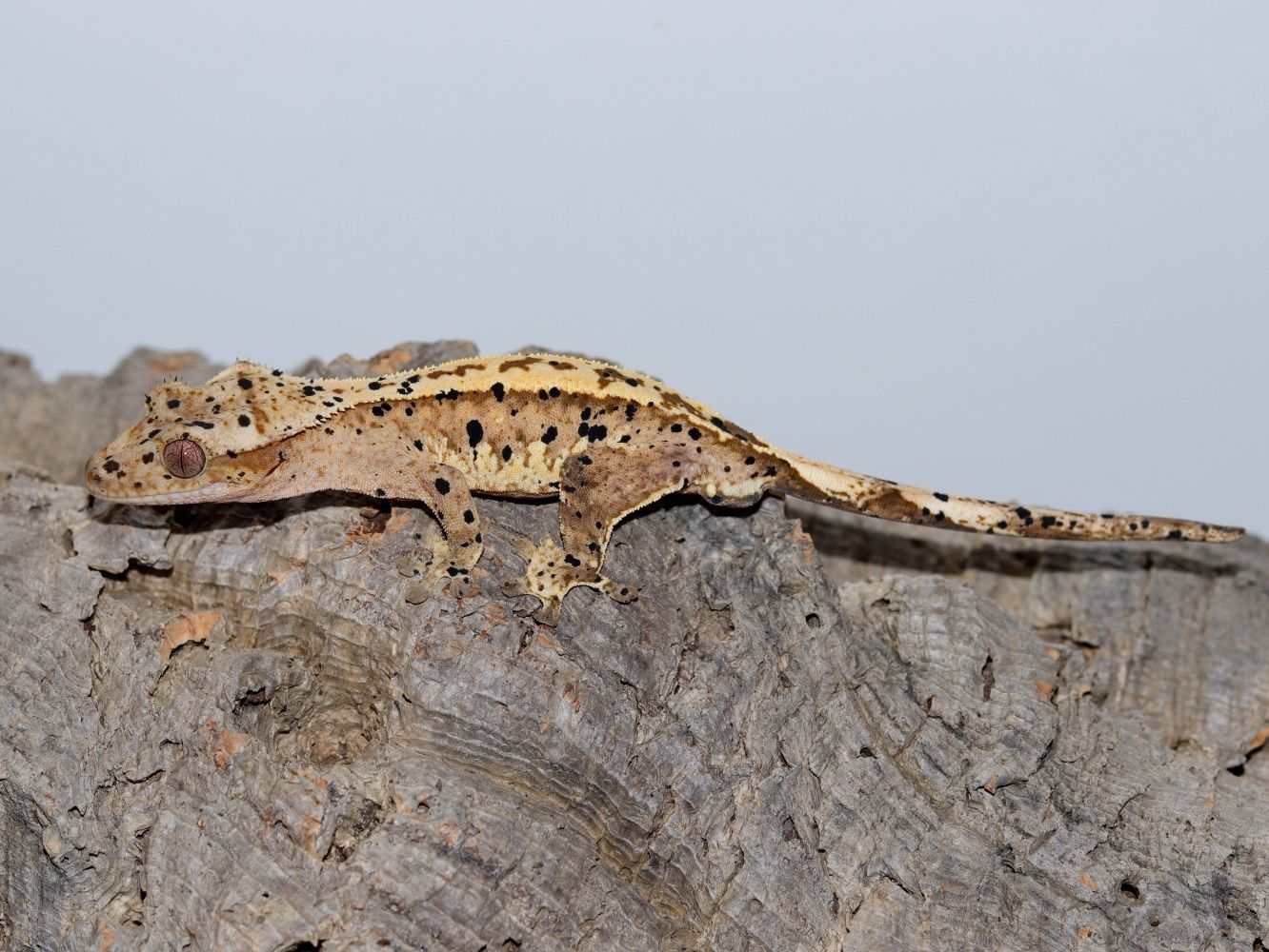 Młody samiec gekona orzęsionego superdalmatian