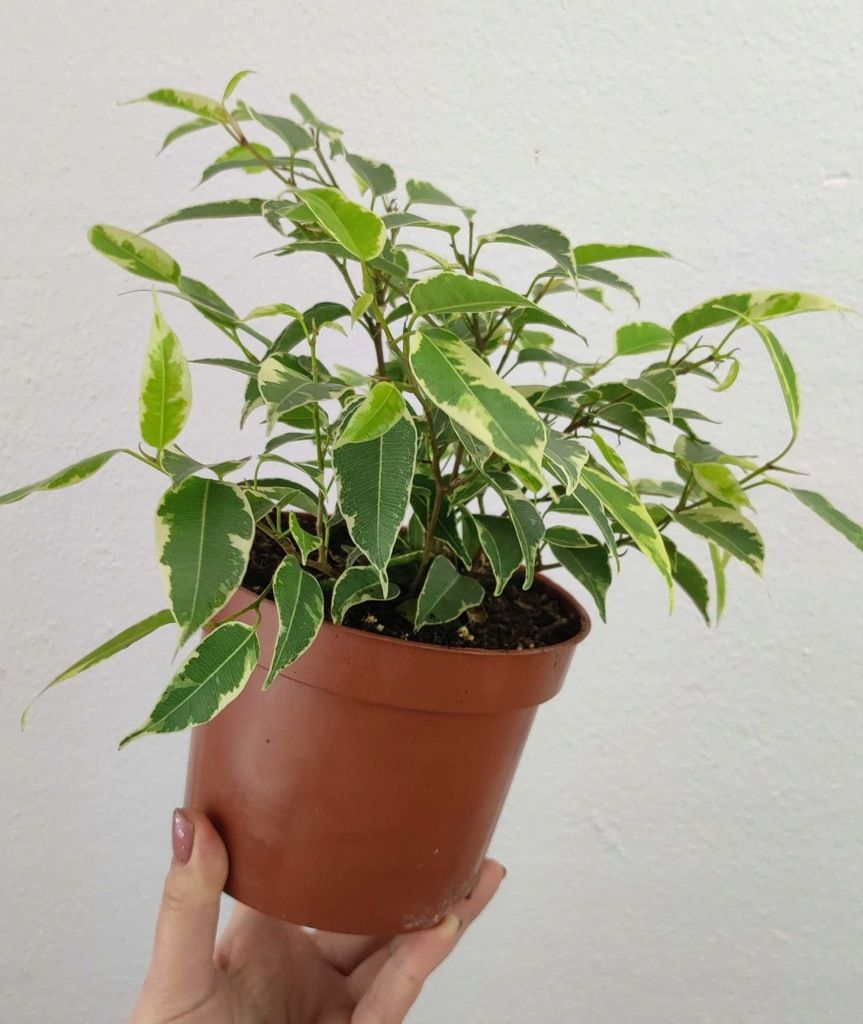 Fikus Ficus Benjamin Kinky 20-25cm