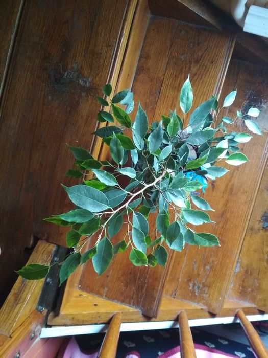 Фікус Бенджаміна, 105 см з горщиком