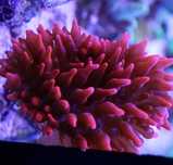 Akwarium morskie Ukwiał Entacmaea quadricolor red
