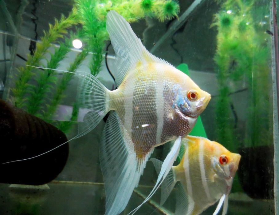 Скалярии разные виды, пиной, болгарин, дантум альбино, манакапуру