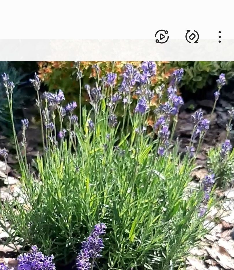 Лаванда англійська вузьколиста "Дварф Блю" (Dwarf Blue)