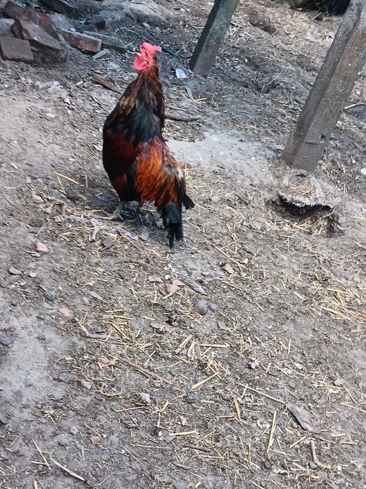 Bojowiec kubański kogut