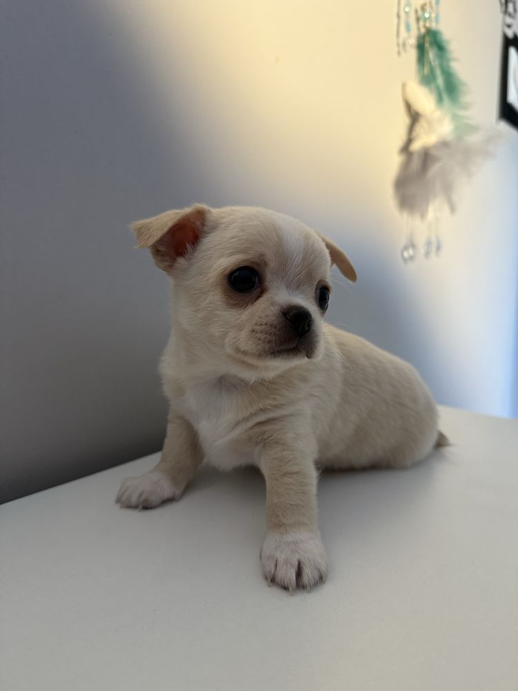 Piesek pies chihuahua kremowy miniaturka