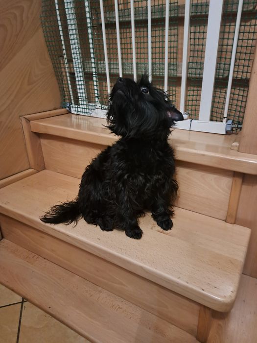 Yorkshire terrier