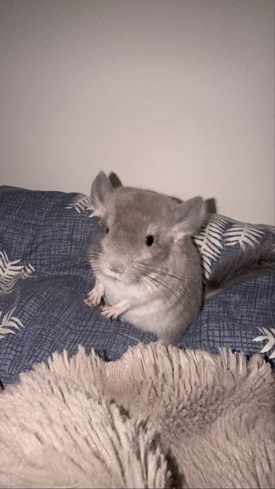 Szynszyla standart - młody samiec i samica