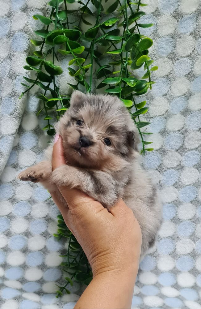 Excelente Lulu da Pomerania/Spitz Alemão Anão de Qualidade