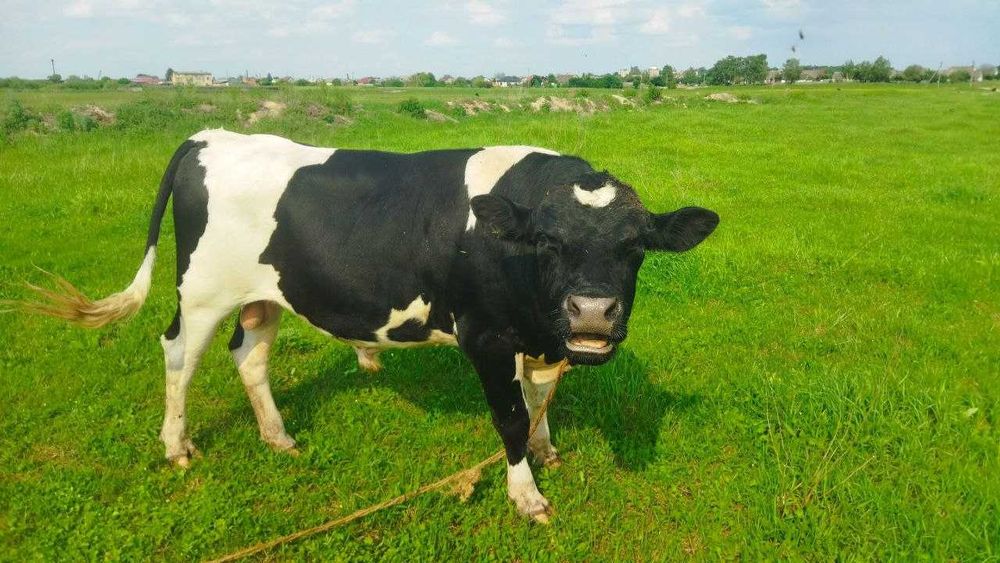 Продам Бики ВРХ. Продам Бики 35 голів худоби.