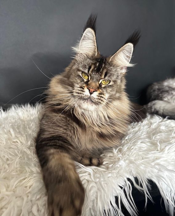 Роскошные котики Мейн-кун