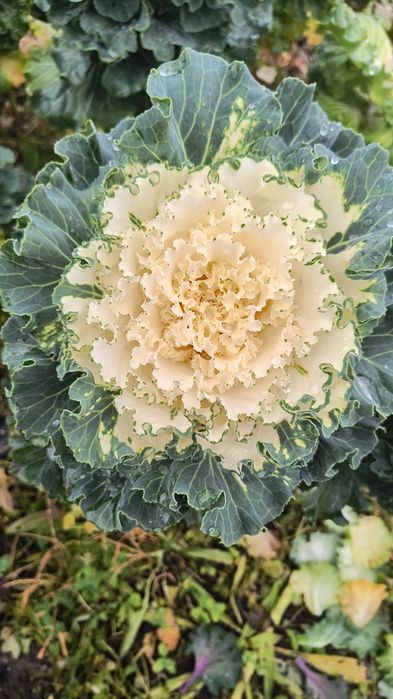 Kapusta ozdobna łodygowa