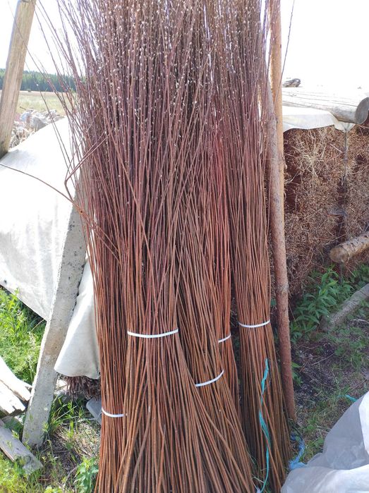 Wiklina zielona sortowana sucha 100-180, 200-240