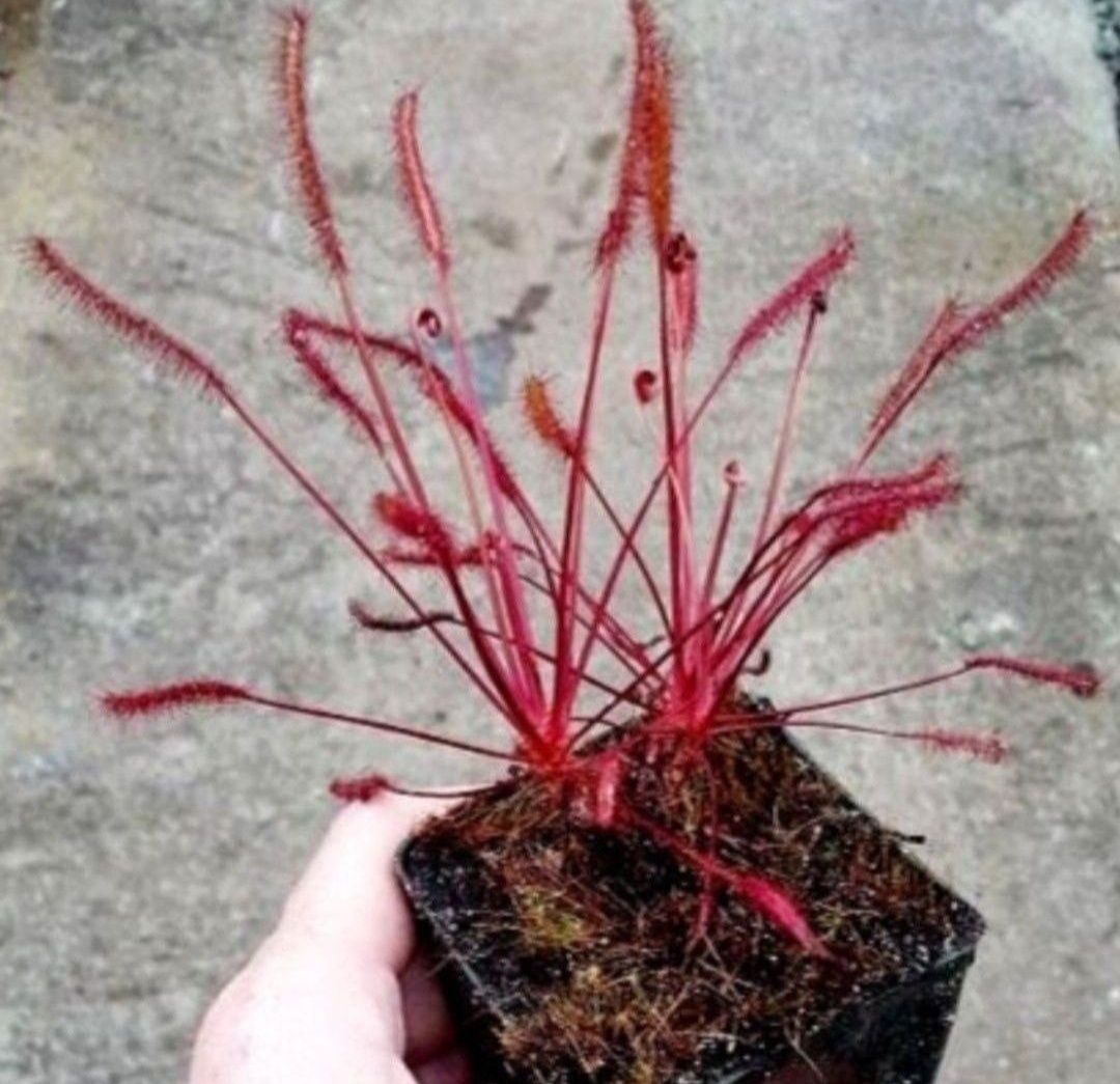 Nasiona rosiczki Drosera Capensis All Red x100 rosiczka