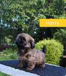 ShihTzu chłopczyk Harry