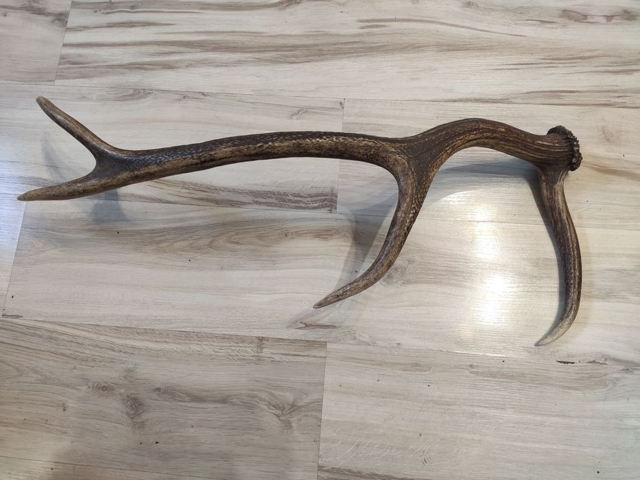 Poróże,rogi Jelenia.