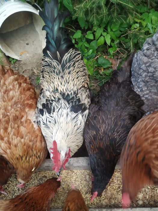 Młode koguty chów ekologiczny