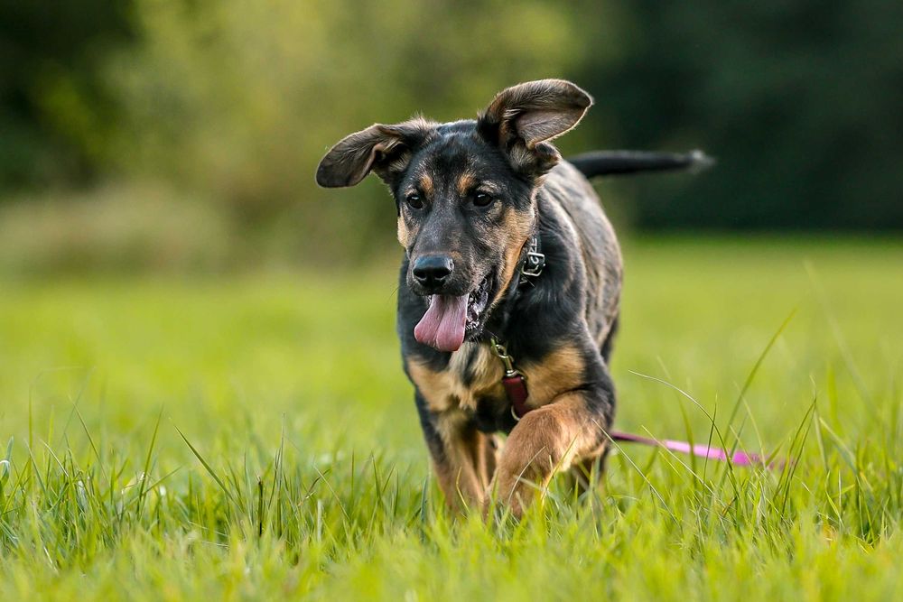 Hera, suczka , szczeniak do adopcji z fundacji