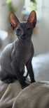WCF DON Sphynx kotek