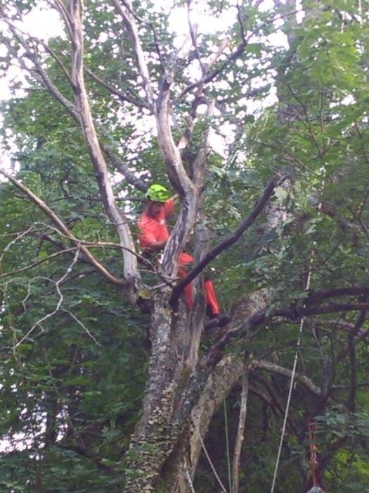 Wycinka i pielęgnacja drzew, usługi arborystyczne i wysokościowe