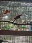 Casal de roselas